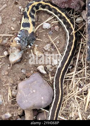 Strumpfschlange (Thamnophis cyrtopsis) Stockfoto