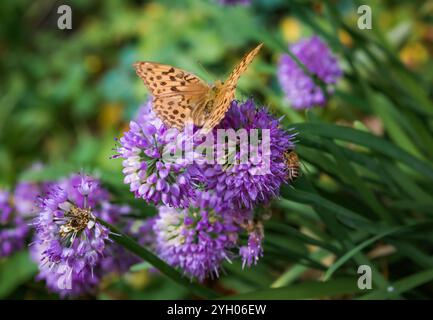 Brenthis daphne, die marmorierte, fritillarische Schmetterlingsfrau, die auf allium-Blume sitzt Stockfoto