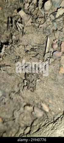 Gemeiner Ostfrosch (Crinia signifera) Stockfoto