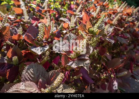 Perilla-Pflanze aus der Nähe auf dem Blumenbeet, wächst im russischen Fernen Osten Stockfoto