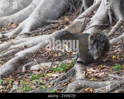 Taiwan Eichhörnchen (Callosciurus erythraeus thaiwanensis) Stockfoto