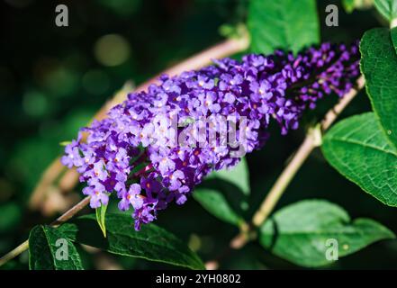 Buddleja davidii Empire Blue Butterfly, auch Sommerlilac, Schmetterlingsbusch genannt Stockfoto