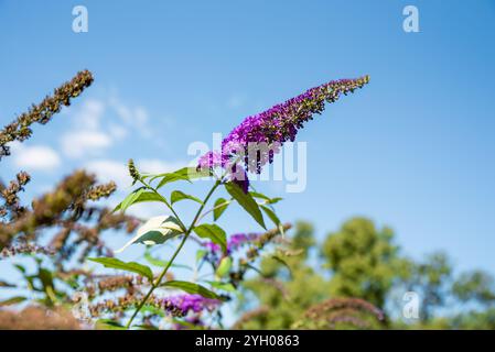 Buddleja davidii nano Blue, auch Sommerlilac, Schmetterlingsbusch genannt Stockfoto