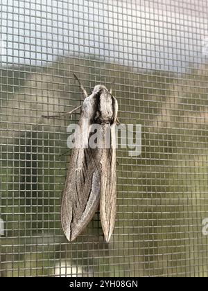 Vashti Sphinx (Sphinx vashti) Stockfoto