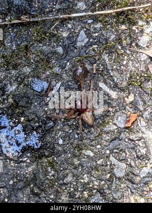 Breiter SAC-Spider (Trachelas tranquillus) Stockfoto