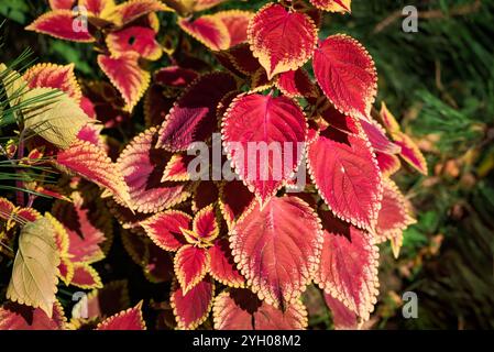 coleus riesige Ausstellung rustikale rote Blumen aus nächster Nähe Stockfoto