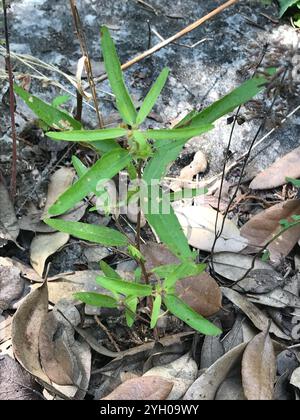 Schlankes Dreisaat-Quecksilber (Acalypha gracilens) Stockfoto