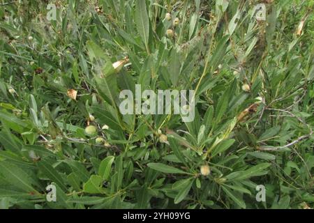 Russische Zwergmandel (Prunus tenella) Stockfoto