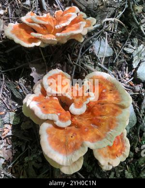 Weißporiges Hühnchen aus dem Wald (Laetiporus cincinnatus) Stockfoto