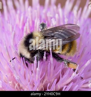 Weißschultrige Hummel (Bombus appositus) Stockfoto