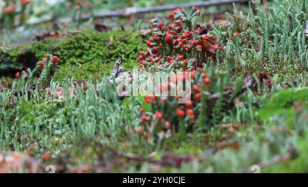 Britische Soldatenflechte (Cladonia cristatella) Stockfoto