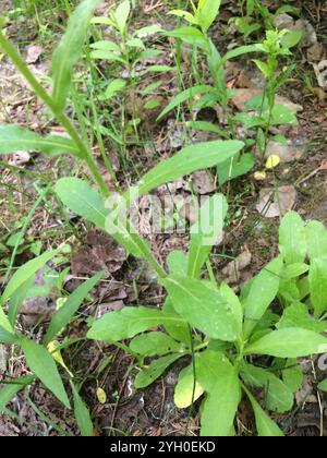 Philadelphia Fleabane (Erigeron philadelphicus philadelphicus) Stockfoto