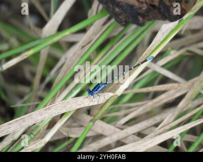 Blauberingtänzer (Argia sedula) Stockfoto