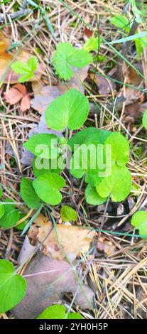 Teesdale Veilchen (Viola rupestris) Stockfoto