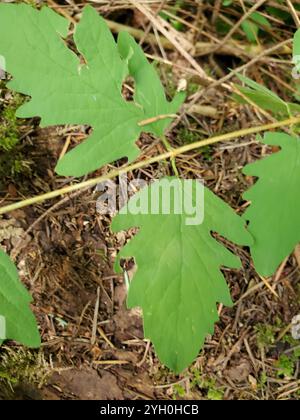 Kriechbeere (Symphoricarpos mollis) Stockfoto