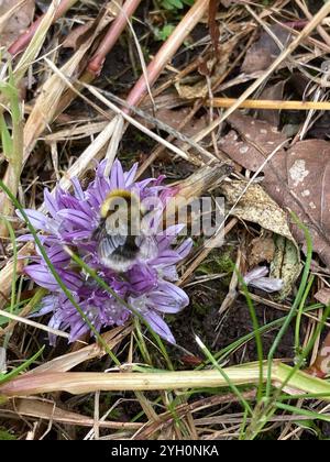 Heide Hummel (Bombus jonellus) Stockfoto