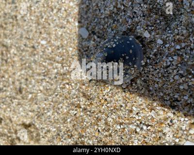Whitecap Limpet (Acmaea mitra) Stockfoto