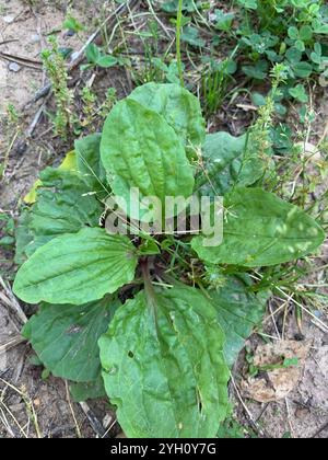 Amerikanische Kochbanane (Plantago rugelii) Stockfoto