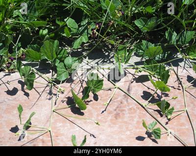 Violette Buschbohne (Macroptilium atropurpureum) Stockfoto