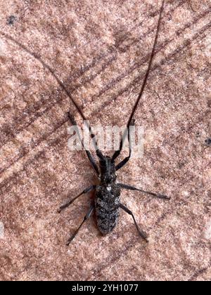 Kiefer Sawyer (Monochamus clamator) entdeckt Stockfoto