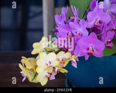 Gelbe und violette Blüten der Motten-Orchideenblüten Stockfoto