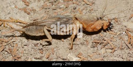 Maulwurf-Kricket (Neocurtilla hexadactyla) Stockfoto