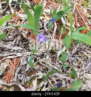Zwerg See Iris (Iris Lacustris) Stockfoto