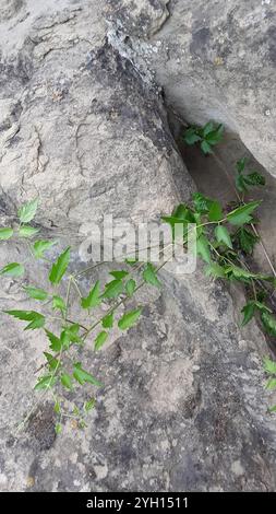 Western White Clematis (Clematis ligusticifolia) Stockfoto