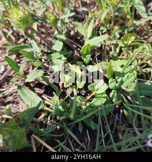 Selfheal (Prunella laciniata) Stockfoto