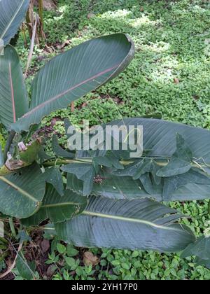 Doppelblume Passionsblume (Passiflora biflora) Stockfoto