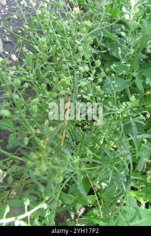 Schmalblättriges Pfefferkraut (Lepidium ruderale) Stockfoto