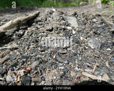 Schräg gesäumter Tigerkäfer (Cicindela tranquebarica) Stockfoto