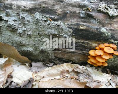 Buchenrinde Canker-Pilz (Neonectria faginata) Stockfoto