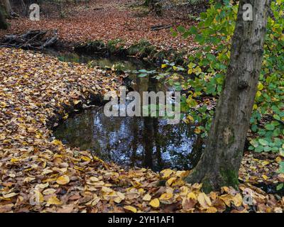 Gewundene natürliche Strömung im Wald mit herbstlichen toten Blättern auf dem Boden in verschiedenen Farben Stockfoto
