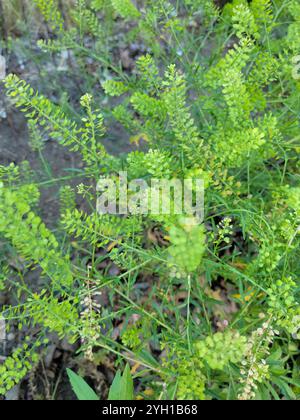 Virginia-Pfeffergras (Lepidium virginicum) Stockfoto