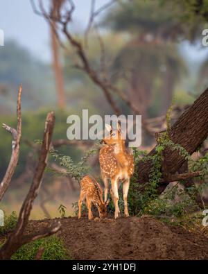 Wilde weibliche gefleckte Hirsche Chital- oder Cheetal- oder Achsenachsenmutter mit Kitz-Keoladeo-Nationalpark bharatpur Vogelschutzgebiet Rajasthan Indien Naturszene Stockfoto