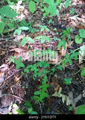 Lakritzbettstroh (Galium circaezans) Stockfoto