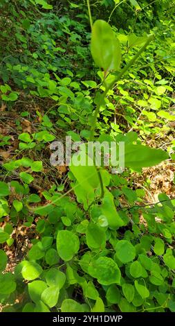 Roundleaf greenbrier (Smilax rotundifolia) Stockfoto