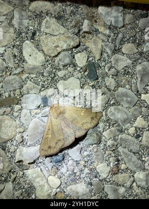 Rot gefütterte Panopoda Motte (Panopoda rufimargo) Stockfoto