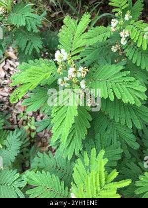 prairie acacia (Acaciella angustissima) Stockfoto