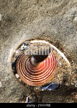 Blaugeringte Spitzenschnecke (Calliostoma ligatum) Stockfoto