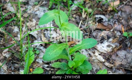 Philadelphia Fleabane (Erigeron philadelphicus philadelphicus) Stockfoto