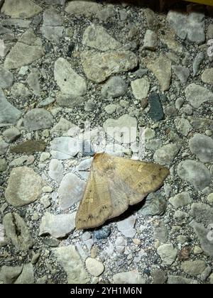Rot gefütterte Panopoda Motte (Panopoda rufimargo) Stockfoto