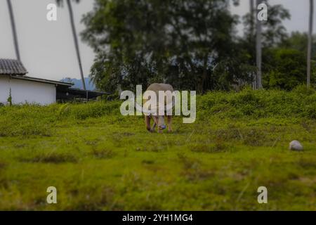 Ein seltener Albino-Wasserbüffel, der auf üppigem grünem Gras in einer ländlichen Umgebung ruht, mit einem einfachen weißen Haus und hohen Bäumen im Hintergrund. Ein heiterer Blick Stockfoto