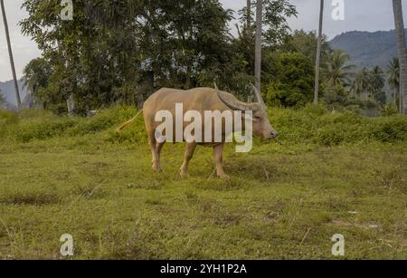 Ein seltener Albino-Wasserbüffel, der auf üppigem grünem Gras in einer ländlichen Umgebung ruht, mit einem einfachen weißen Haus und hohen Bäumen im Hintergrund. Ein heiterer Blick Stockfoto