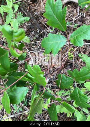 Atlantische Gifteiche (Toxicodendron pubescens) Stockfoto