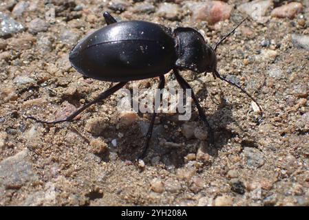Glatt geschliffener Käfer (Carabus glabratus) Stockfoto