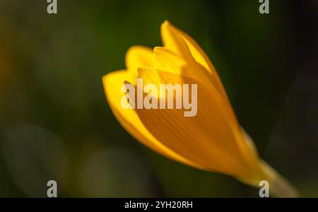 Schöne gelbe Frühlingskrokusse im Garten. Floraler Frühlingshintergrund mit gelben Krokusblüten. Stockfoto
