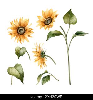 Sonnenblumen. Set mit herbstlichen gelben Gartenblumen. Aquarell Hand gezeichnete florale Illustration lokalisiert auf weißem Hintergrund für Herbstdesign, botanisches Auto Stockfoto