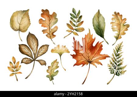 Herbstlaub. Satz von Herbstblättern. Ahorn, Eiche, Farn, rowan, Birke, ginkgo. Aquarell Hand gezeichnete florale Illustration isoliert auf weißem Hintergrund für Stockfoto